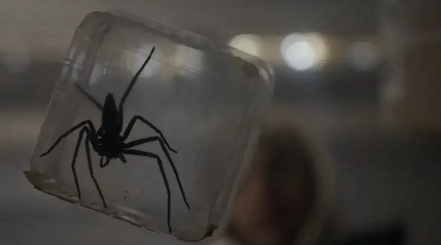 Quand le Mal rôde & Infesté : Critiques du Festival de Sitges 2023 - Critique d'Infested [Vermines]