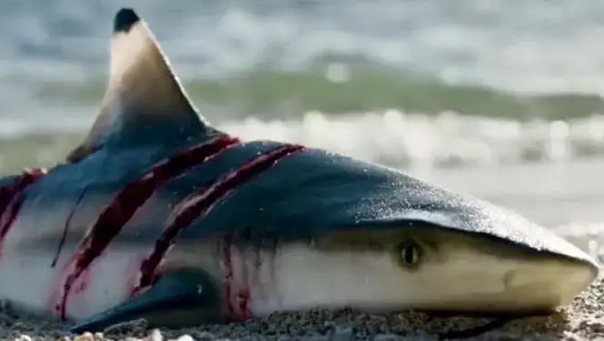 Sweetheart - Expertly Builds Tension and Uses Its Monster Well